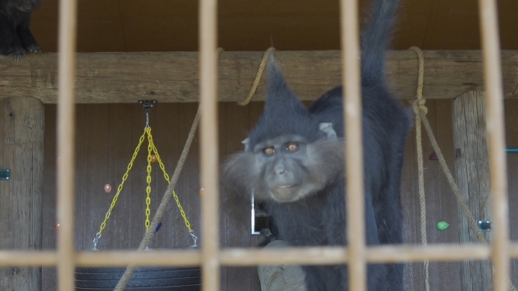 Exclusive look at Big Spring's newest community zoo — NewsWest 9 (Permian Basin), Plano Community news