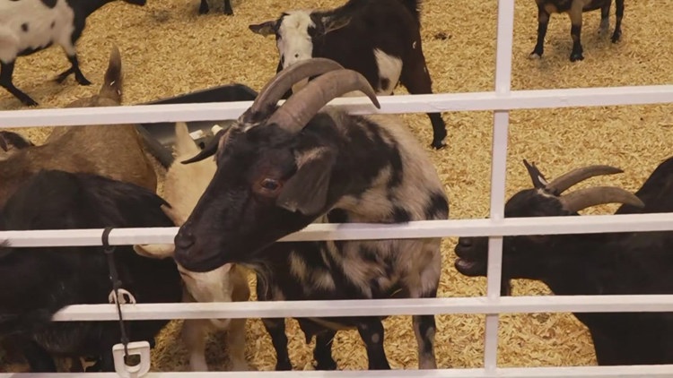 Health officials investigate E. coli cases possibly linked to State Fair of Texas petting zoo — Plano Health news