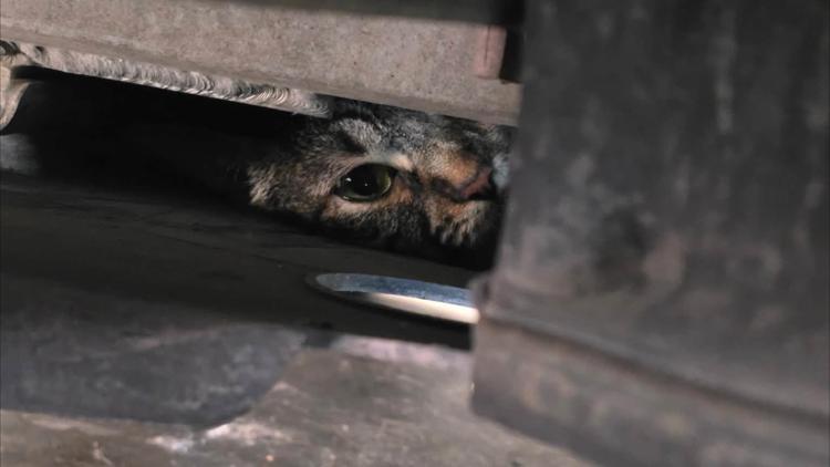 Lewisville firefighters rescuing a cat from a Tesla's undercarriage